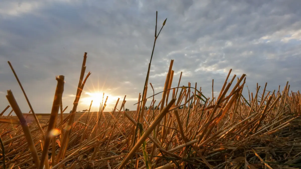 Wetter in Baden-Württemberg: 26.07.2026, Baden-Württemberg, Uttenweiler: Hinter einem abgeernteten Getreidefeld scheint zwischen Wolken die Sonne hindurch. Foto: Thomas Warnack/dpa +++ dpa-Bildfunk +++