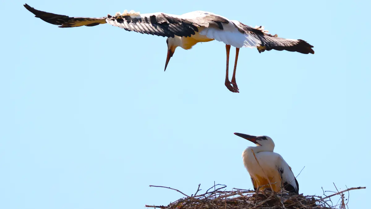 Altinger Weißstorch-Nachwuchs bei ersten Flugübungen