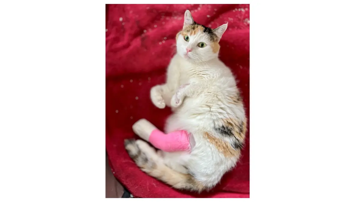 Die Katze Daisy kuriert ihre Verletzung aus. Man musste ihr das linke Sprunggelenk versteifen.