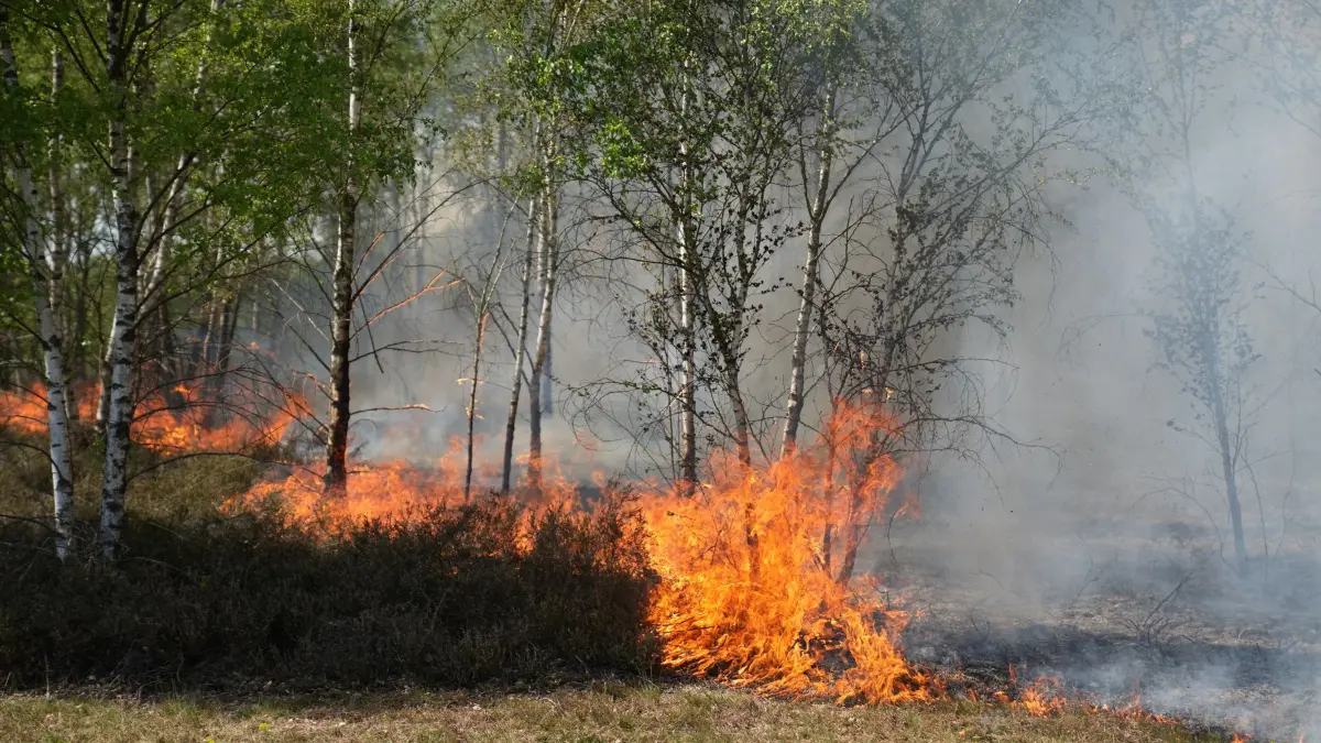 Waldbrand auf munitionsbelastetem Gelände bei Jüterbog: ARCHIV - 03.05.2026, Brandenburg, Jüterbog: Feuer und Rauch sind in einem Waldgebiet bei Jüterbog zu sehen. (zu dpa: «Erneut Feuer auf ehemaligem Militärgelände in Jüterbog») Foto: Manuel Genolet/dpa +++ dpa-Bildfunk +++