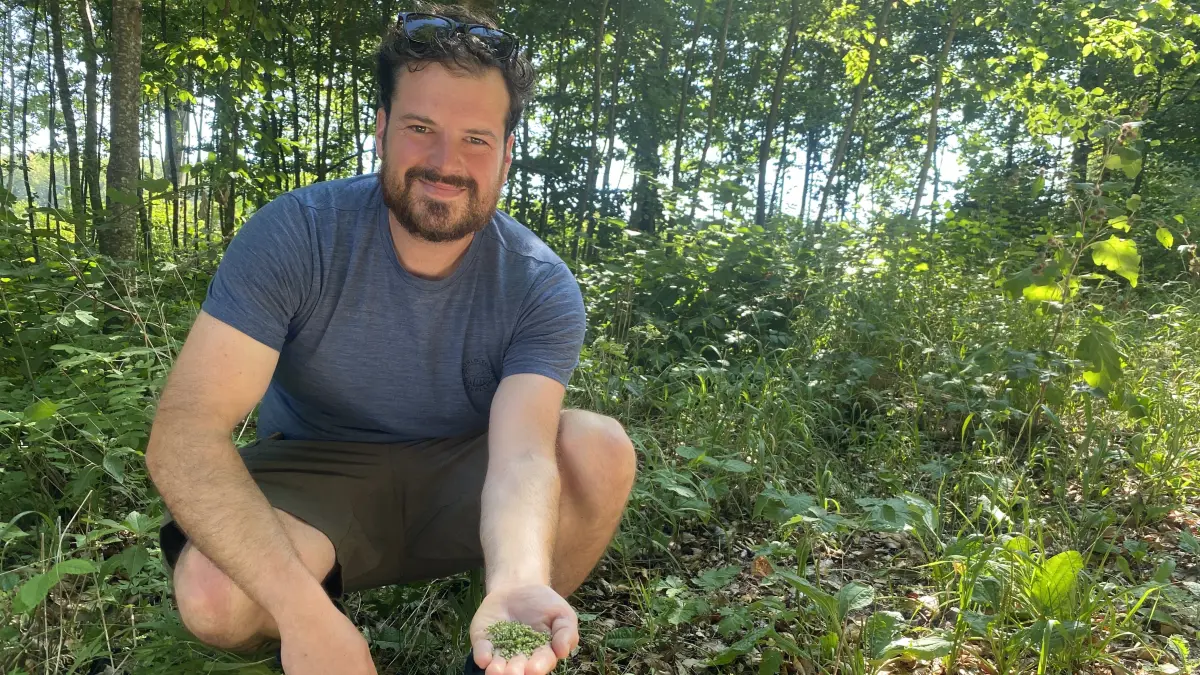Auch sehr nahrhaft: David Leichtle hat eine Handvoll Samen des Breitwegerichs gesammelt.