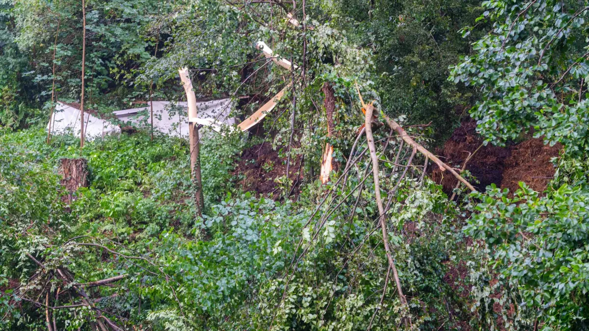 Mann von Baum erschlagen - Toter bei Unwetter in Sachsen