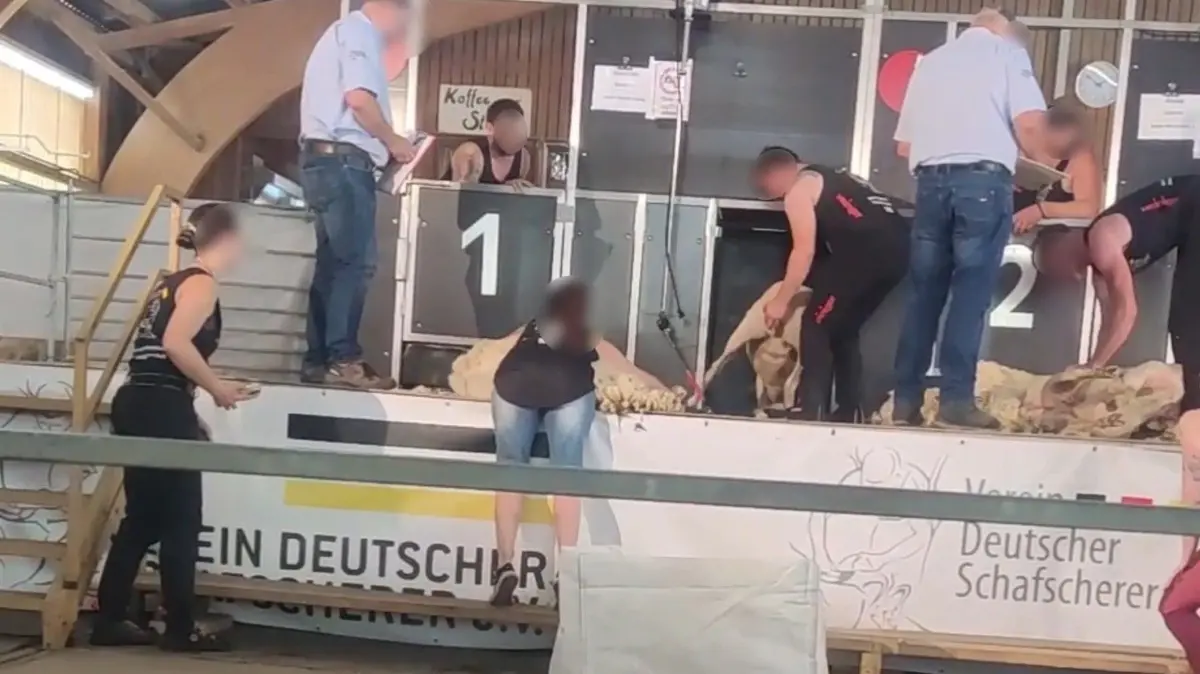Peta hat Strafanzeige gegen alle Teilnehmer an der Schafschurmeisterschaften in Trochtelfingen gestellt, die am 30./31. Mai vom Verein Deutscher Schafscherer ausgerichtet worden war.