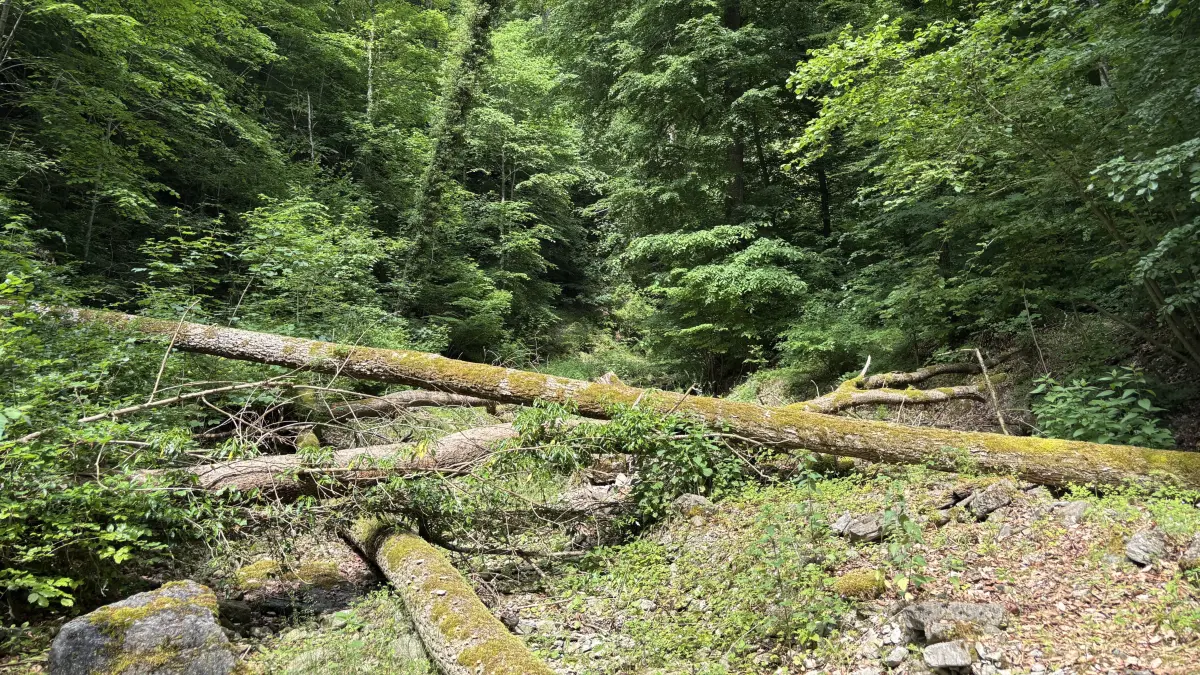 Zehn Jahre nach der Sturzflut von Braunsbach zeigt sich im oberen Bereich des Reichenbachs, wie sich die Natur ohne Menschenhand entwickelt.