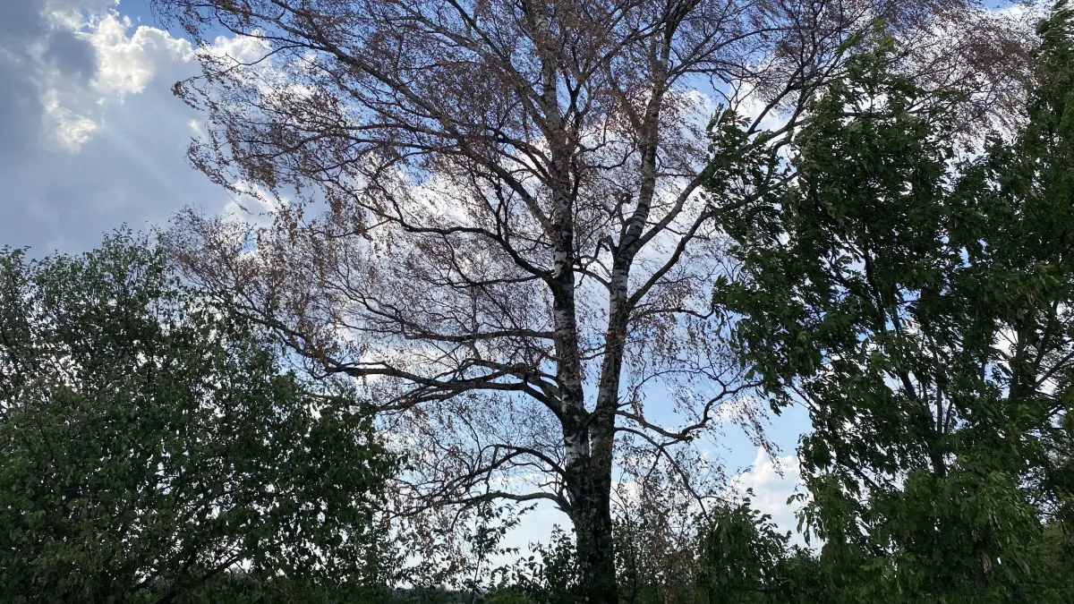 Bäume im Hitzestress: Birken reagieren empfindlich auf längere sommerliche Trockenperioden. Hier eine Birke am Höllgraben bei Rißtissen.