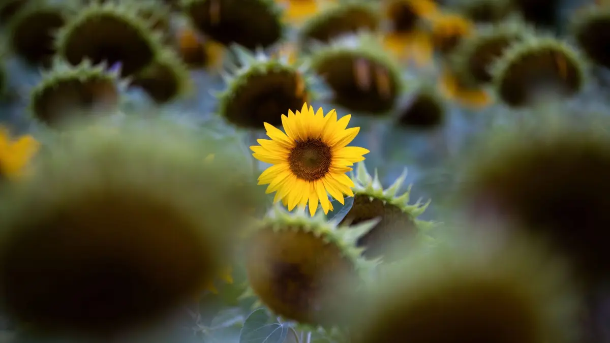 Wetter in Bayern: 01.08.2026, Bayern, Dittersbrunn: Die gelben Zungenblüten einer Sonnenblume strahlen zwischen weiteren bereits abgeblühten Sonnenblumen. Der Deutsche Wetterdienst erwartet zum Start in die neue Woche Hitze und Hitzegewitter. Foto: Pia Bayer/dpa +++ dpa-Bildfunk +++