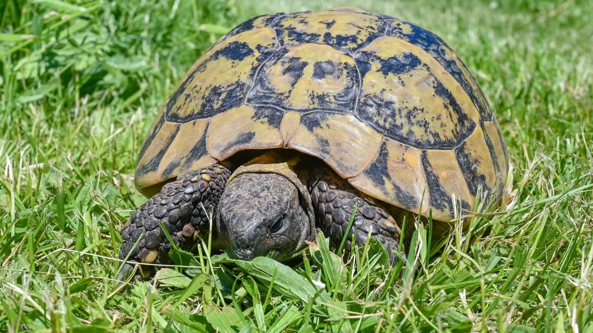 Schildkröte: ARCHIV - 03.06.2021, Brandenburg, Kruge: Eine Griechische Landschildkröte im Garten. (zu dpa: «Vermisste Schildkröte nach vier Jahren wieder zurück») Foto: Patrick Pleul/dpa-Zentralbild/dpa +++ dpa-Bildfunk +++