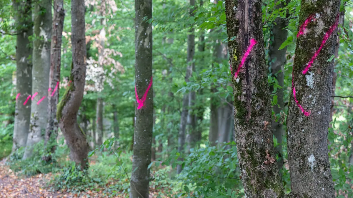 Pink markierte Bäume auf dem Lichtenberger Weg auf dem Tübinger Schlossberg