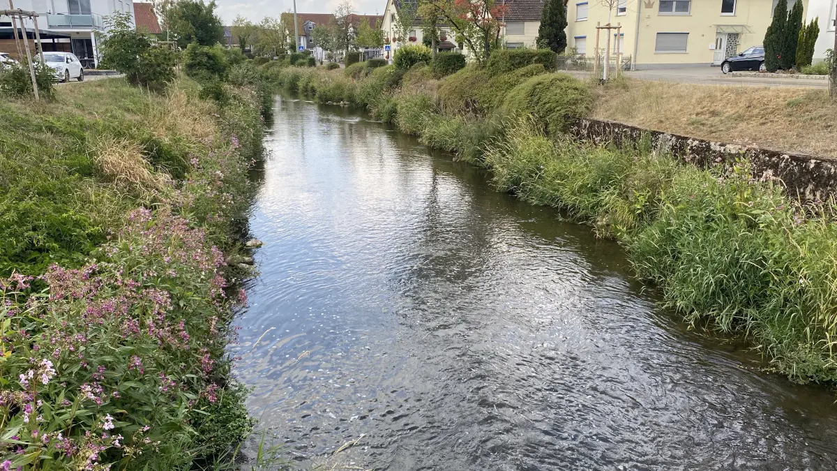 Die Riß in Rißtissen: Auch hier ist der Pegel niedrig.