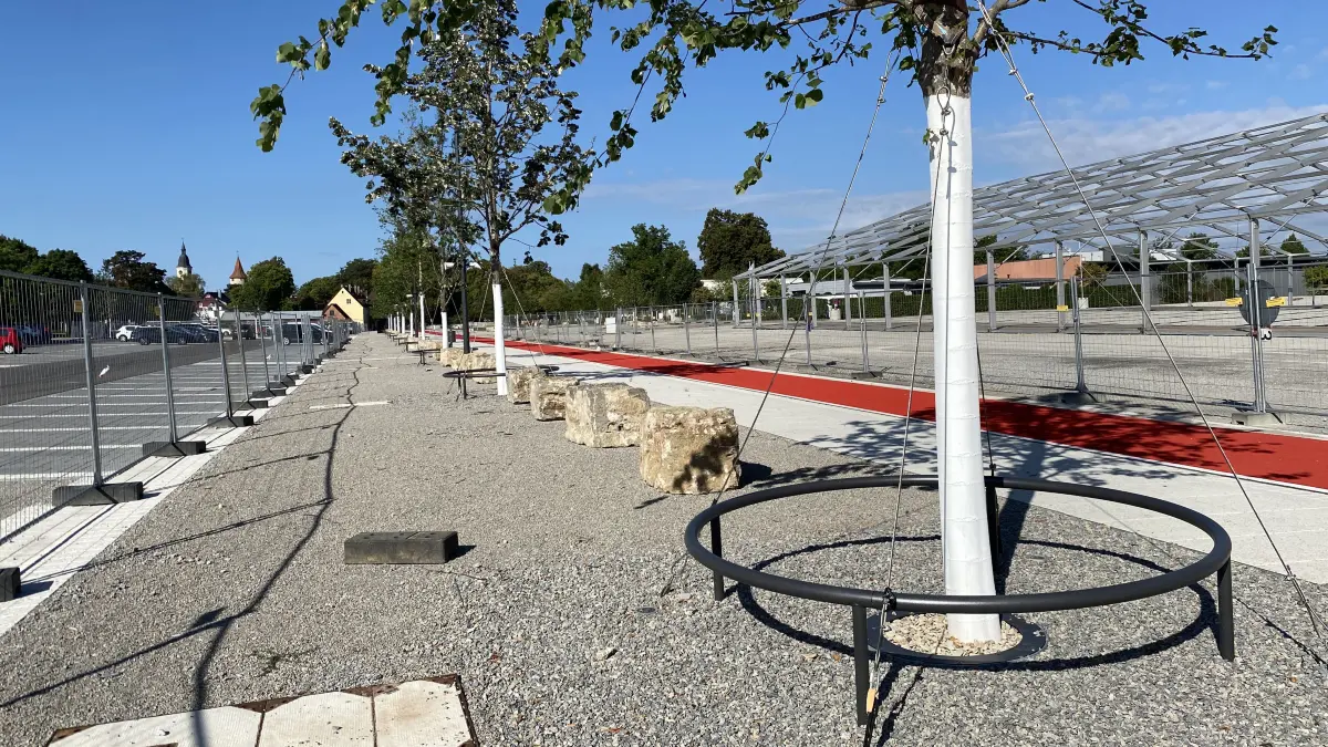 Die Schutzringe um die neu gepflanzten Bäume auf dem Volksfestplatz sind bereits installiert.