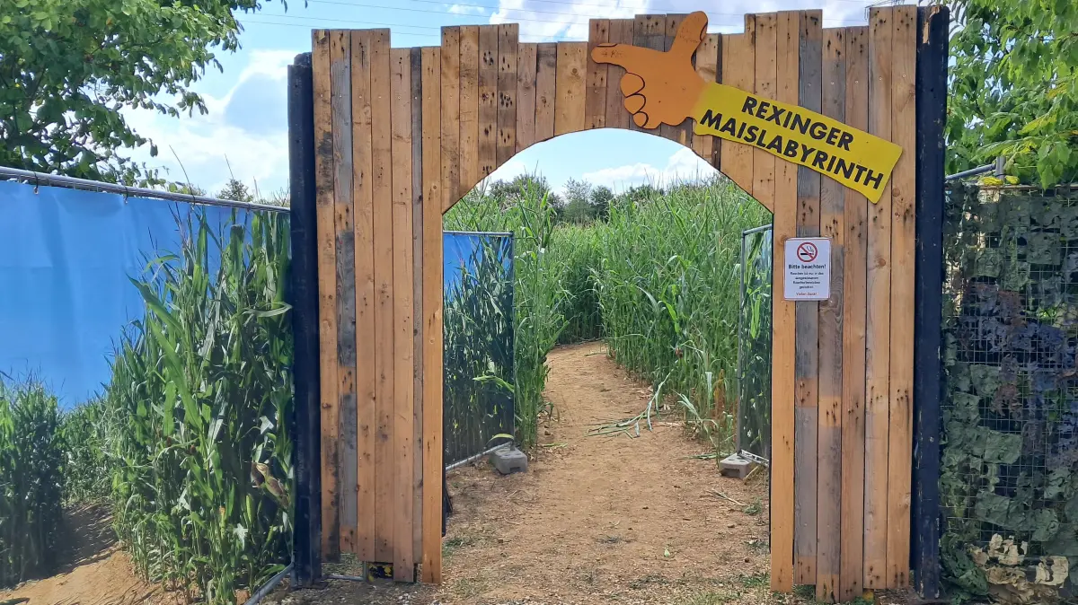 Das Maislabyrinth in Rexingen ist seit wenigen Tagen geöffnet.