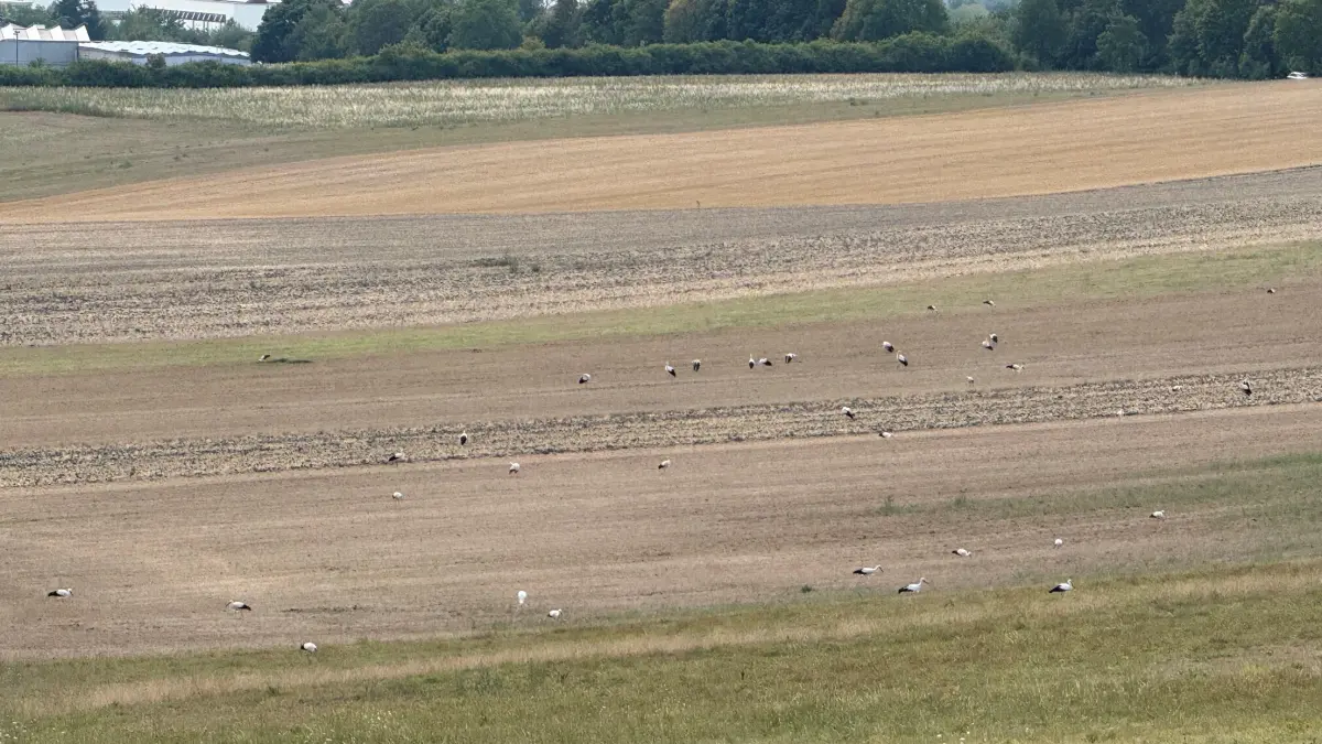 Ein ganzer Schwarm von Sörchen hat sich auf einem Feld zwischen Brailsheim und Wittau niedergelassen.