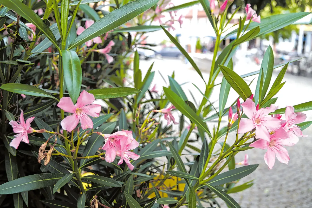 Oleander
