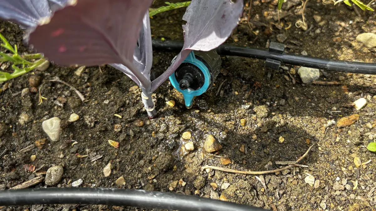 Bei Micro-Drip-Systemen wie diesem läuft das Wasser tröpfchenweise aus dem Reihentropfer. Je näher er sich an der Wurzel befindet, desto gezielter kann das Wasser eingesetzt werden.