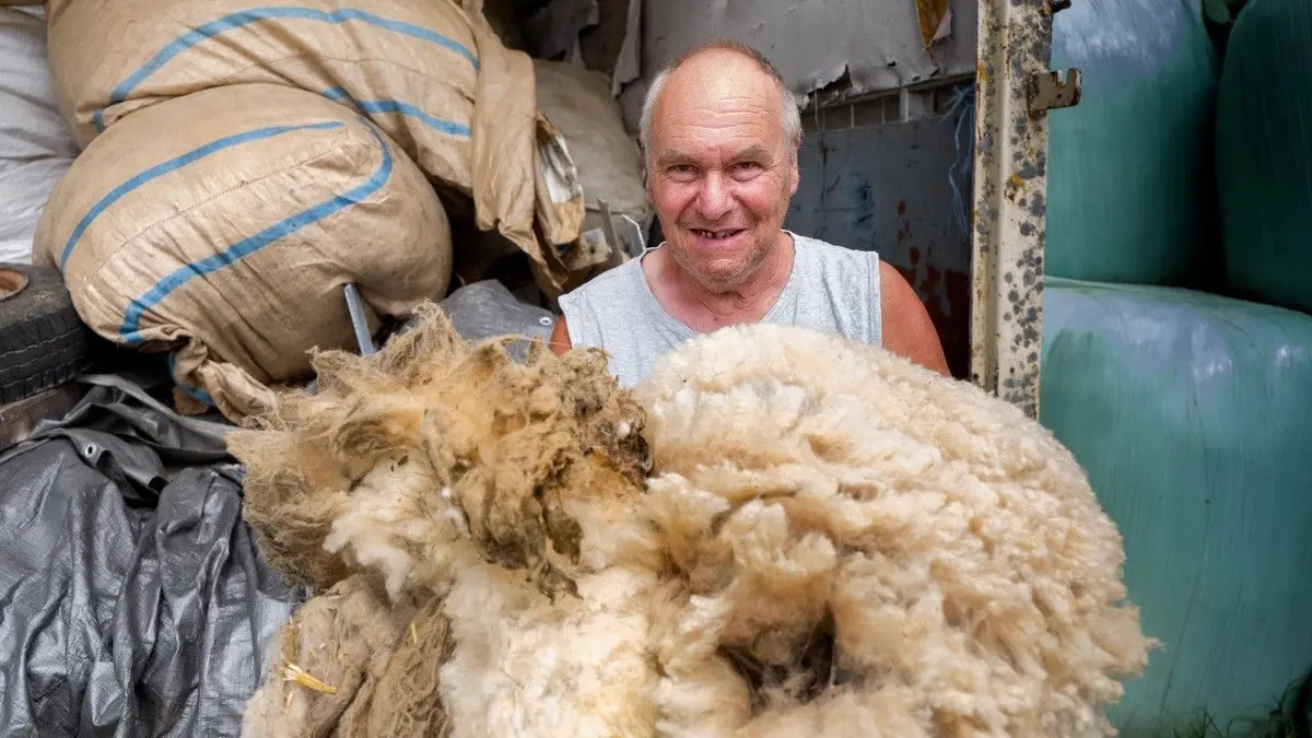 . So sieht die Schafwolle als Rohprodukt aus. Wenn Schäfer Helmut Feldmann sie direkt vermarkten wollte, müsste er sie einer aufwändigen Reinigungsprozedur unterwerfen, um der EU-Norm zu entsprechen.