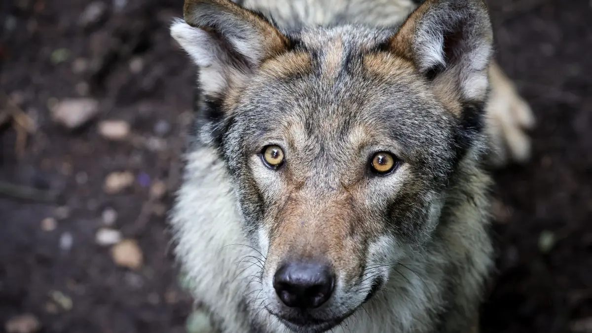 ARCHIV - 12.07.2023, Schleswig-Holstein, Eekholt: Ein junger Wolf steht in einem Gehege im Tierpark. (zu dpa: «Wolf verletzt Frau in Einkaufspassage - Tier untergebracht») Foto: Christian Charisius/dpa +++ dpa-Bildfunk +++