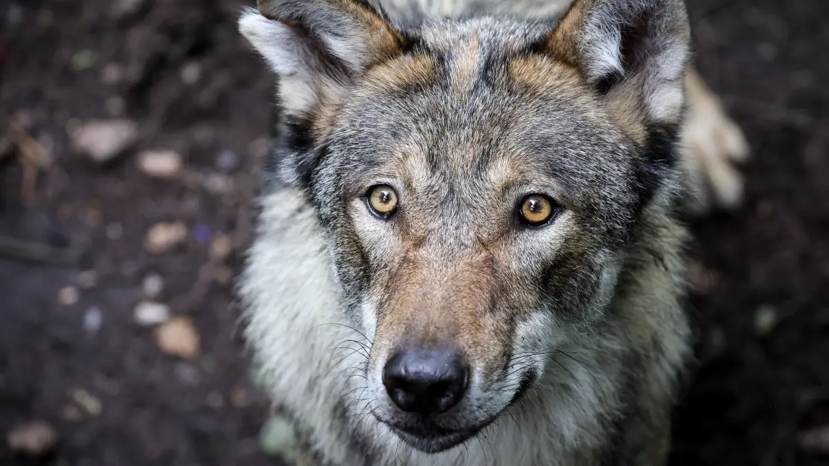 ARCHIV - 12.07.2023, Schleswig-Holstein, Eekholt: Ein junger Wolf steht in einem Gehege im Tierpark. (zu dpa: «Wolf verletzt Frau in Einkaufspassage - Tier untergebracht») Foto: Christian Charisius/dpa +++ dpa-Bildfunk +++
