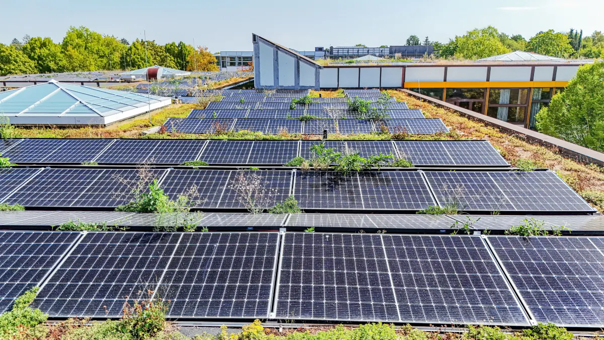 Photovoltaik, Fotovoltaik, PV am Schulzentrum Ost, Module überwuchert