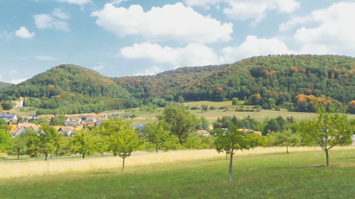 Der Wald bei Talheim leidet unter der Hitze und der Trockenheit. Die Buchen sind oben vertrocknet und verbrannt.