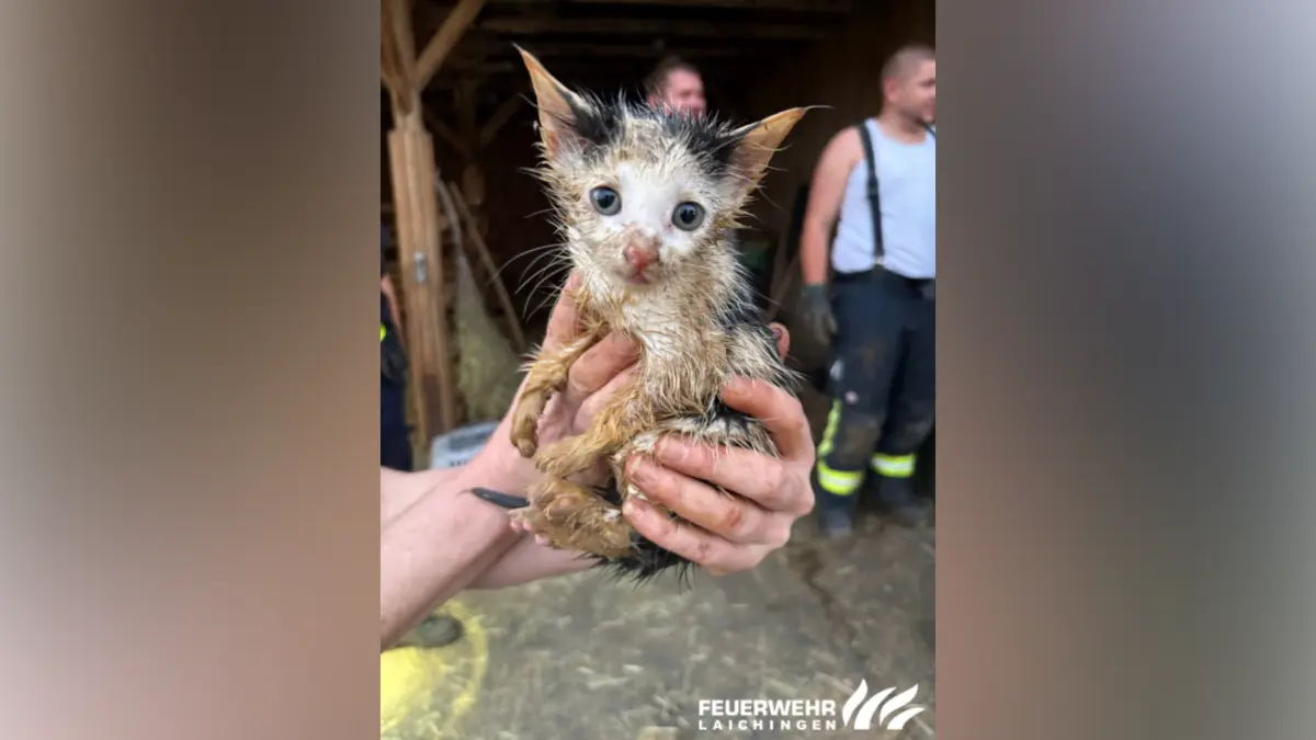 Feuerwehr Laichingen rettet Katze