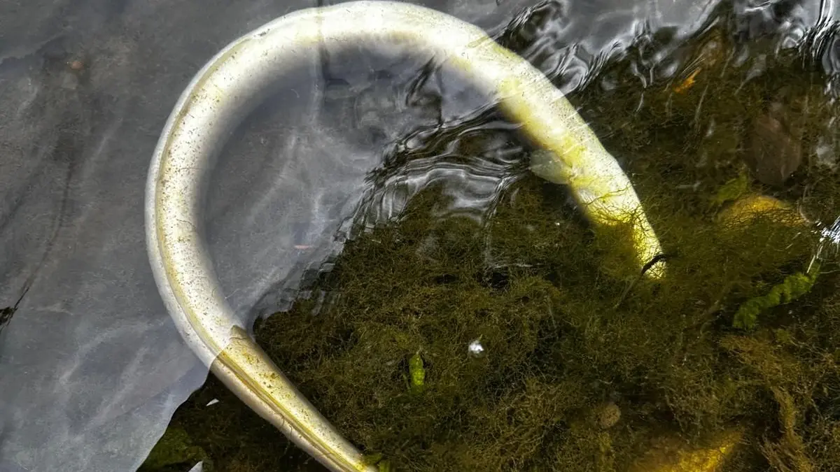Toter Aal im Neckar bei Sulzau, Fischsterben