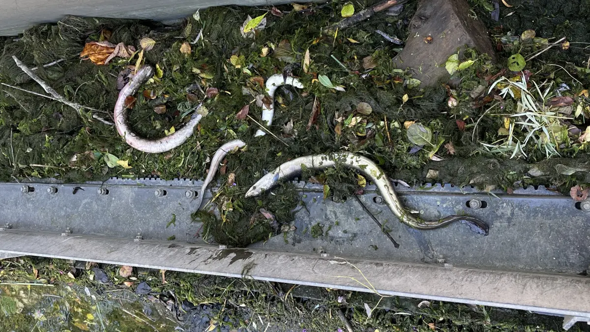 Die toten Aale sind im Wehr beim Kraftwerkskanal "Griesinger" hängen geblieben. Sie sind in Fadenalgen geradezu eingewickelt. Weil sie aufgrund von zu wenig Sauerstoff geschwächt waren, konnten sie nicht mehr gegen die Strömung vom Wehr wegschwimmen.