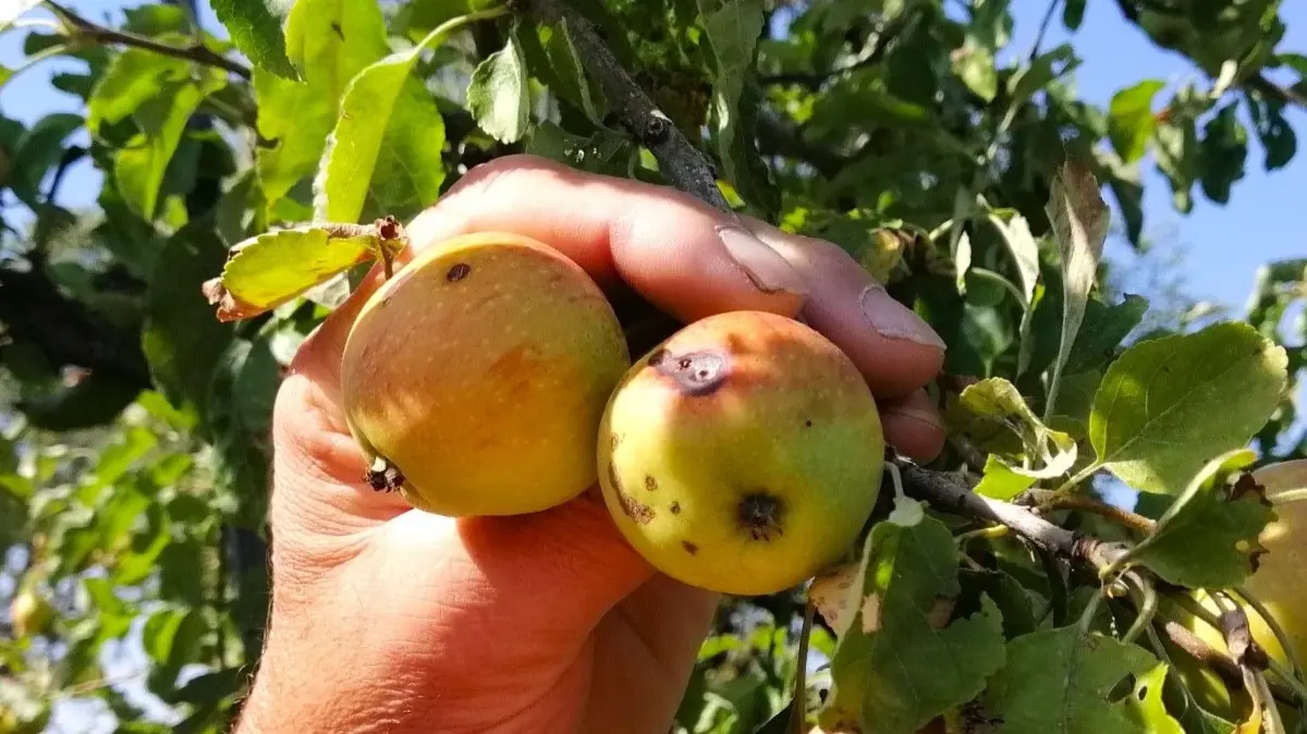 Hitze Sommer Rekordtemperaturen Streuobst Streuobstwiese Äpfel Obst Hitzeschätzen