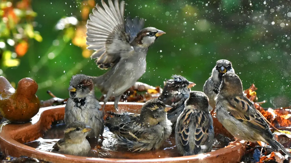 Vogeltränke
