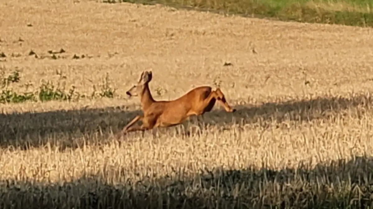 Reh auf Flucht