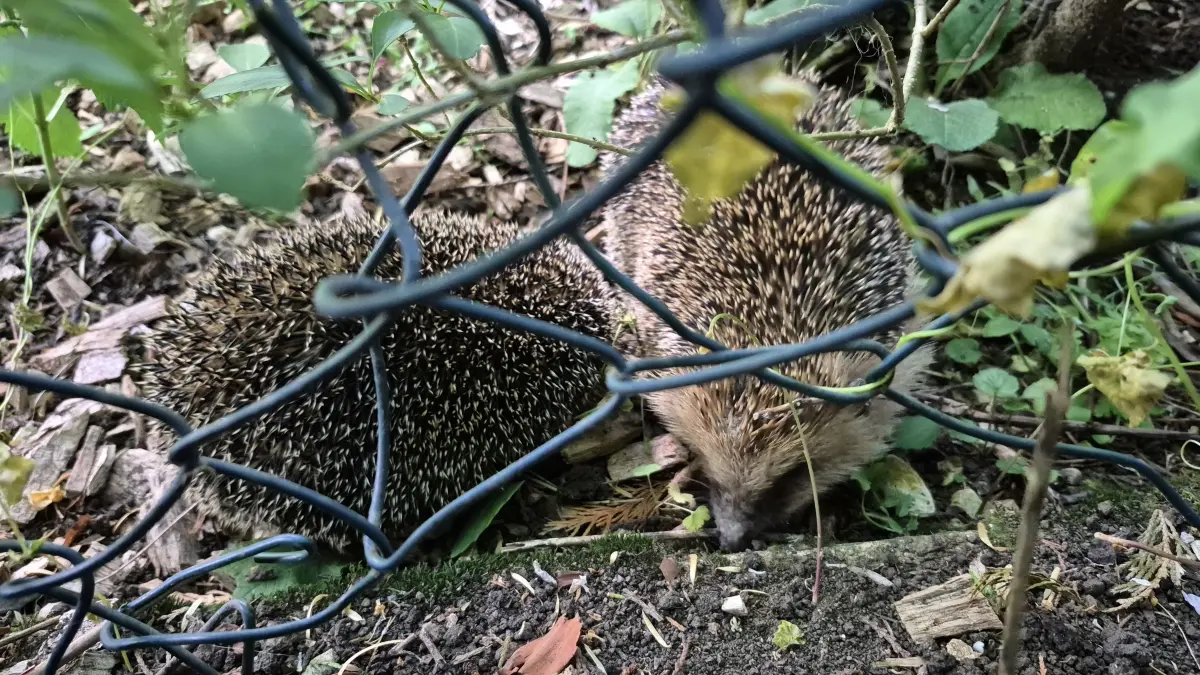 Igel im Garten