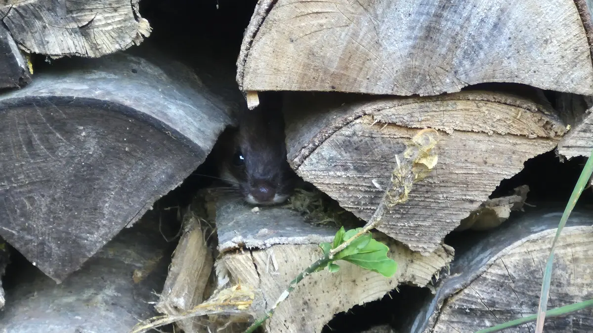 Iltis im Holzstapel