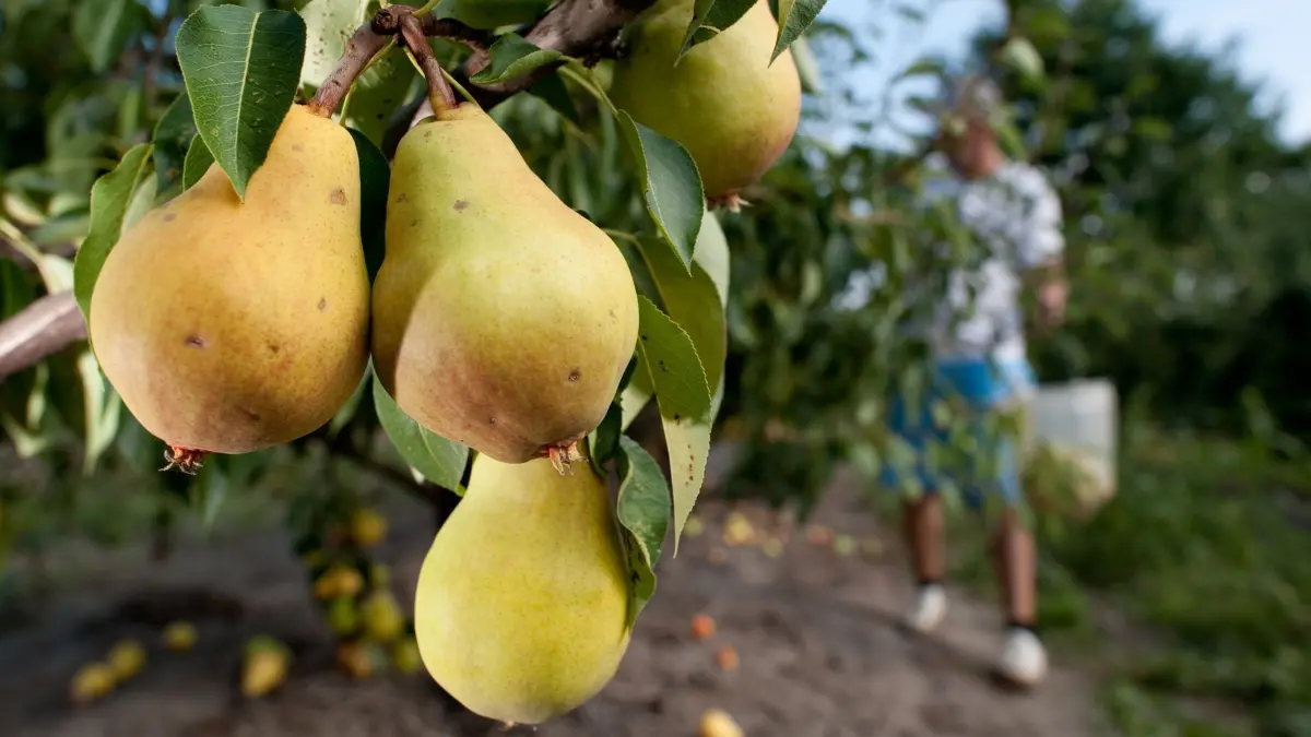 Mann pflückt Birnen: ARCHIV - Bei Obst unterscheidet man bei der Ernte zwischen Baumreife und Genussreife. (zu dpa: «Ernte-Tricks: So bleiben Obst und Gemüse monatelang frisch») Foto: Klaus-Dietmar Gabbert/dpa-tmn - Honorarfrei nur für Bezieher des dpa-Themendienstes +++ dpa-Themendienst +++