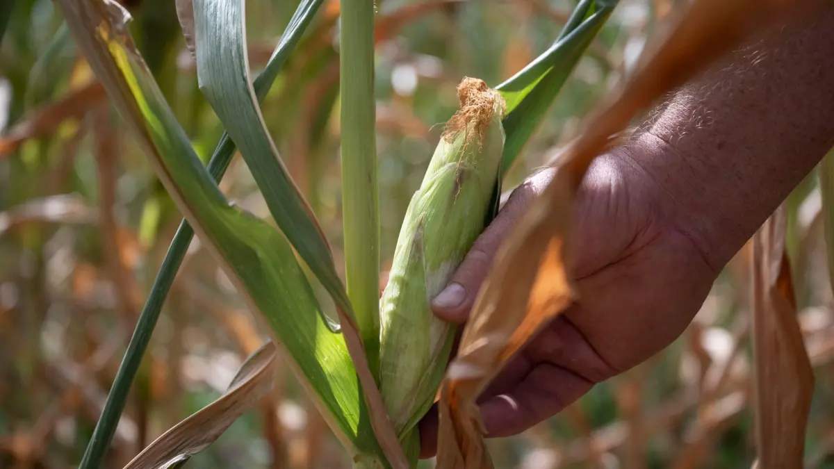 Trockenheit in der Landwirtschaft: 10.08.2026, Baden-Württemberg, Crailsheim: Ein Landwirt zeigt in einem Futtermaisfeld einen von der Trockenheit gezeichneten Maiskolben. (zu dpa: «Dürre setzt Viehhaltern zu - Futter wird knapp») Foto: Marijan Murat/dpa +++ dpa-Bildfunk +++
