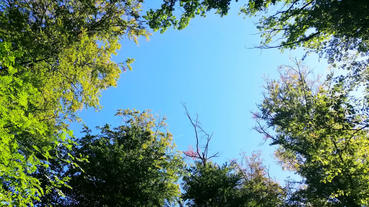 Äußerer Wald Neuhausen Hitze Trockenheit Hitzeschäden Metzingen