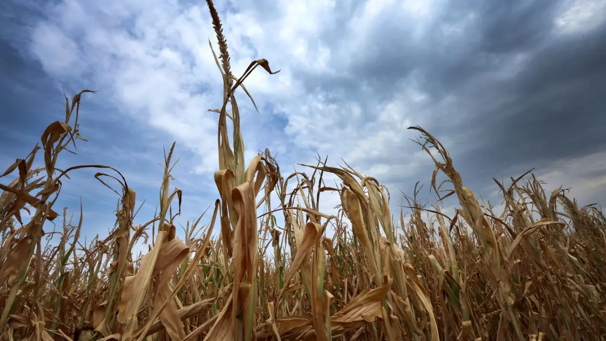 Wetter in Bayern: 16.08.2026, Bayern, Türkheim: Regenwolken ziehen über ein trockenes Maisfeld. Foto: Karl-Josef Hildenbrand/dpa +++ dpa-Bildfunk +++