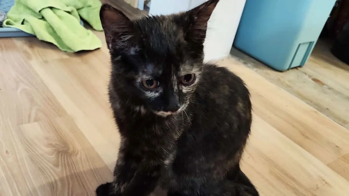 Am 15.08.2026 wurde um 16:40 Uhr auf dem Parkplatz des Helfenstein in der prallen Sonne einen Karton mit einer Babykatze gefunden. Die Katze ca. 5 Monate alte und nicht gechipte Katze wurde zum Tierarzt gebracht, sie ist gesund war nur stark dehydriert und hat eine Infusion erhalten. Dei Katze wurde ins Tierheim Türkheim gebracht.