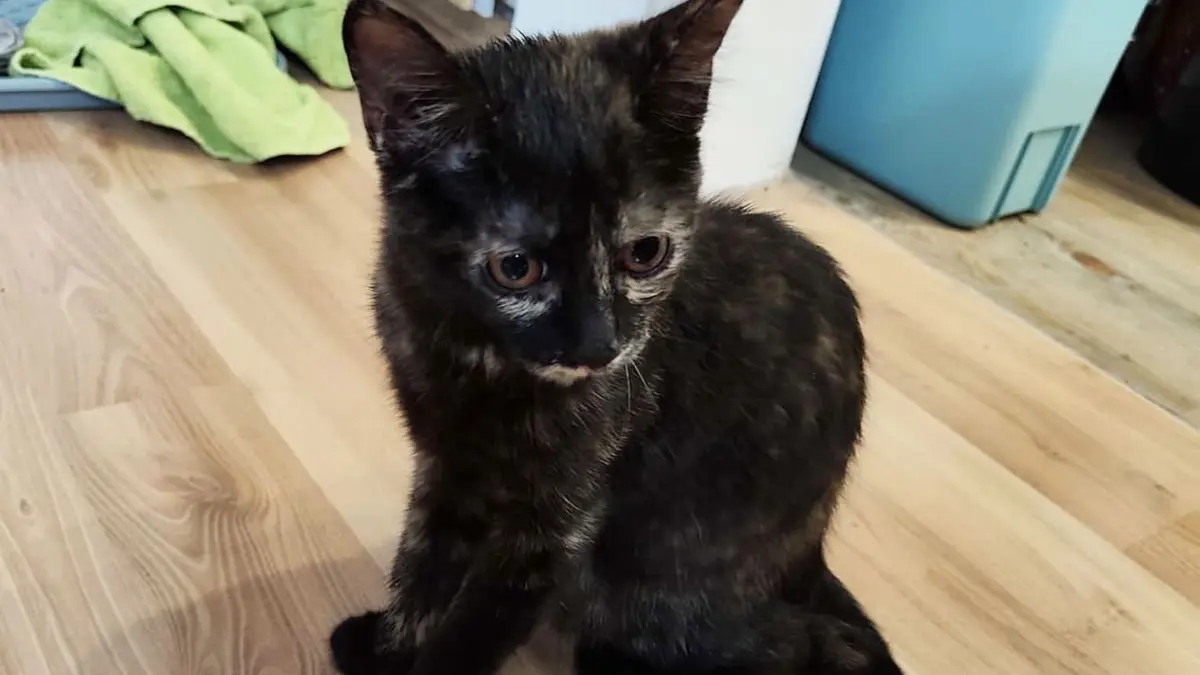 Am 15.08.2026 wurde um 16:40 Uhr auf dem Parkplatz des Helfenstein in der prallen Sonne einen Karton mit einer Babykatze gefunden. Die Katze ca. 5 Monate alte und nicht gechipte Katze wurde zum Tierarzt gebracht, sie ist gesund war nur stark dehydriert und hat eine Infusion erhalten. Dei Katze wurde ins Tierheim Türkheim gebracht.