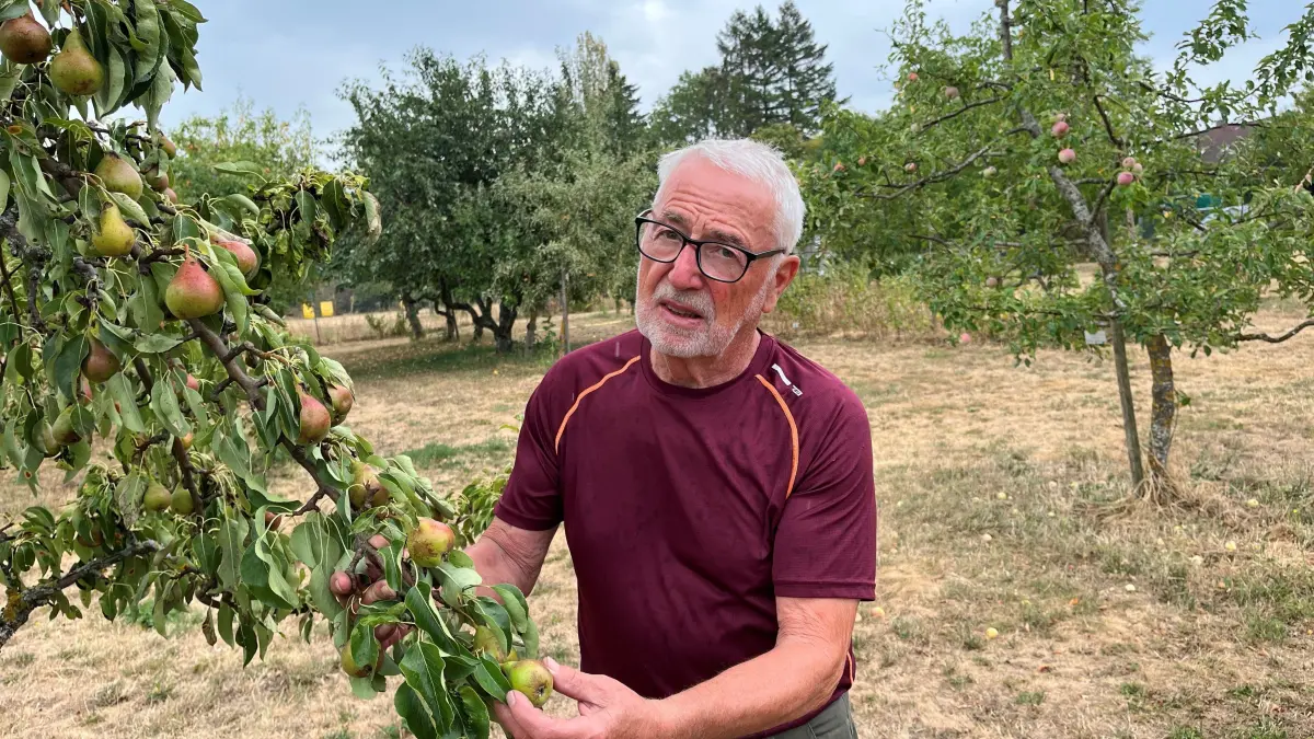 Hans Wener, Vorsitzender des Obst- und Gartenbauvereins Mössingen, zeigt einen Apfelbaum im Lehrgarten des Vereins. Er leidet unter der Hitze und der Trockenheit.
