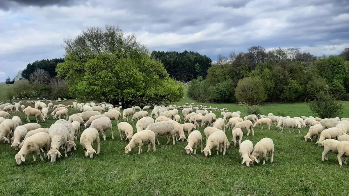 Das Merinolandschaf hat seinen Ursprung in Münsingen. Etwa 70 Prozent der Schafe in Baden-Württemberg gehören zu dieser Rasse.