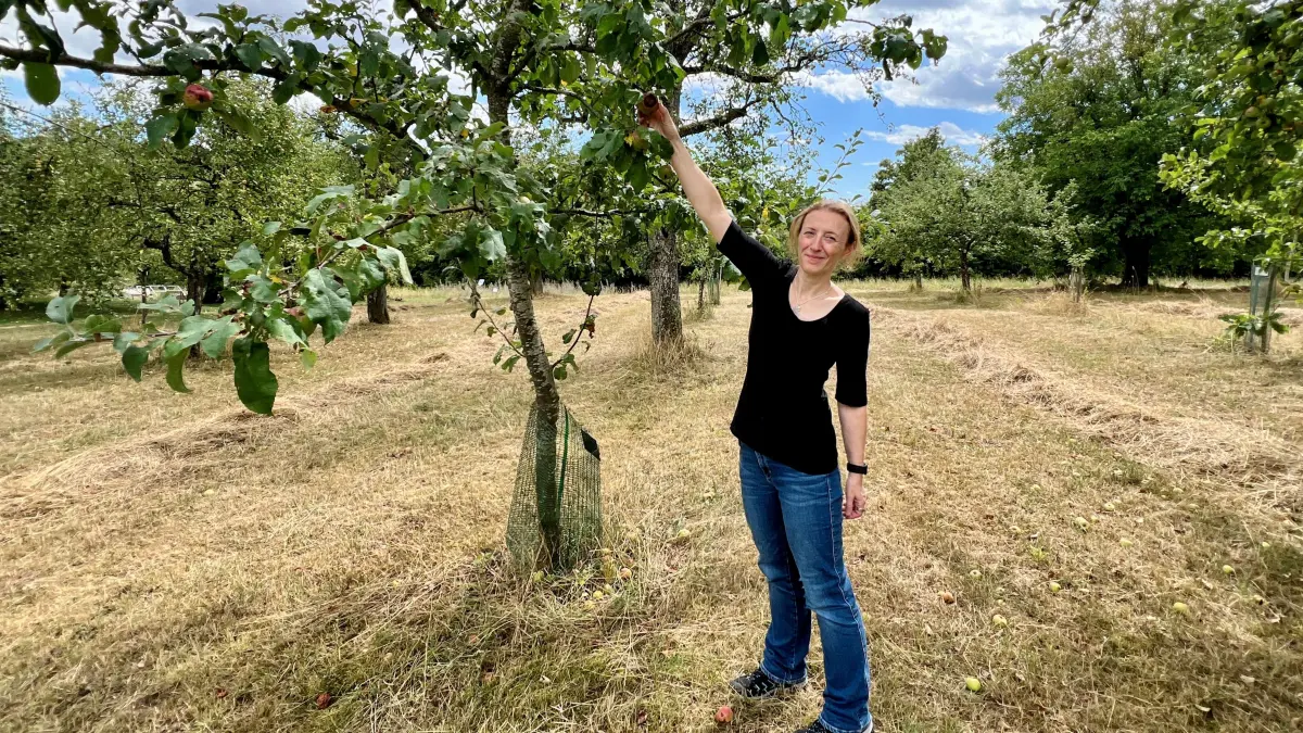 Rundgang im Botanischen Garten - die Streuobstwiesen haben arg gelitten