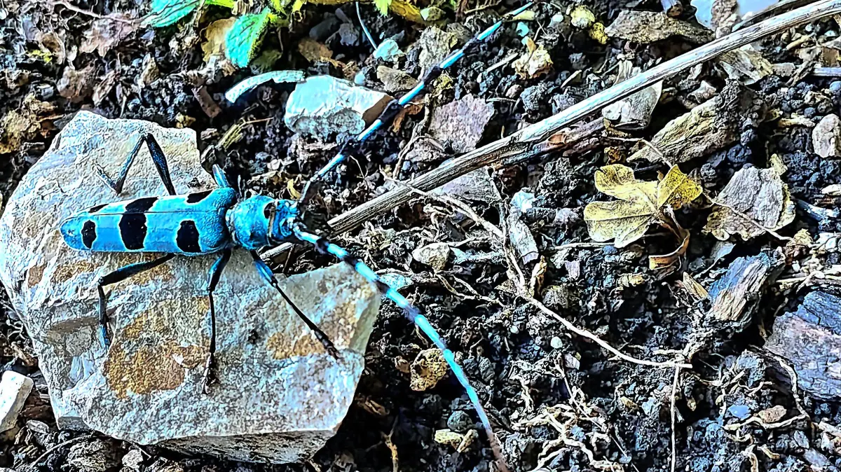 Der Blaue Alpenbock kann auch auf der Achalm angetroffen werden.