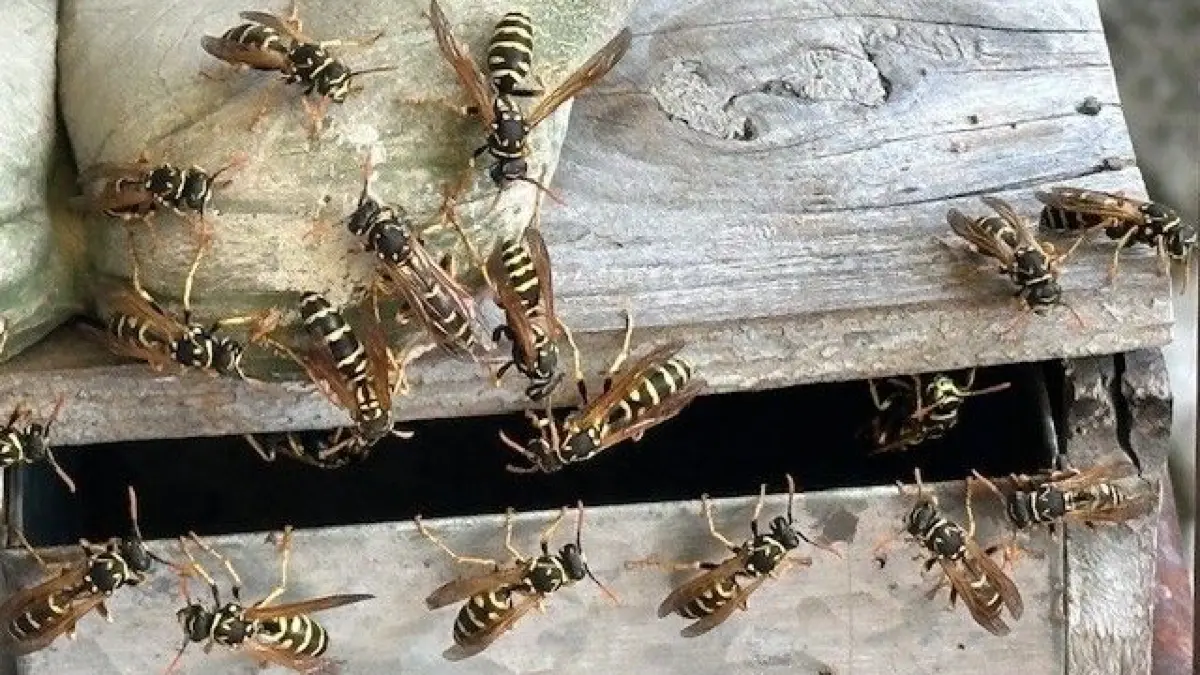 Wespen auf der Terrasse von Bernd Zörlein in Vöhringen