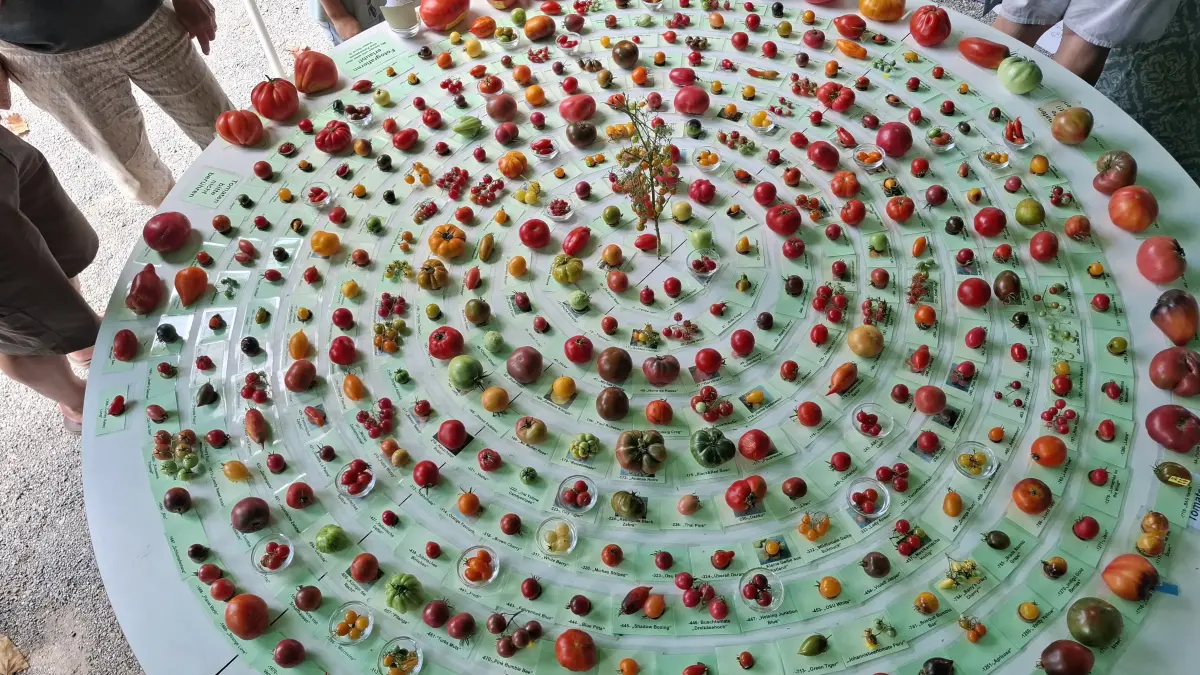Bronner Tomatenfest