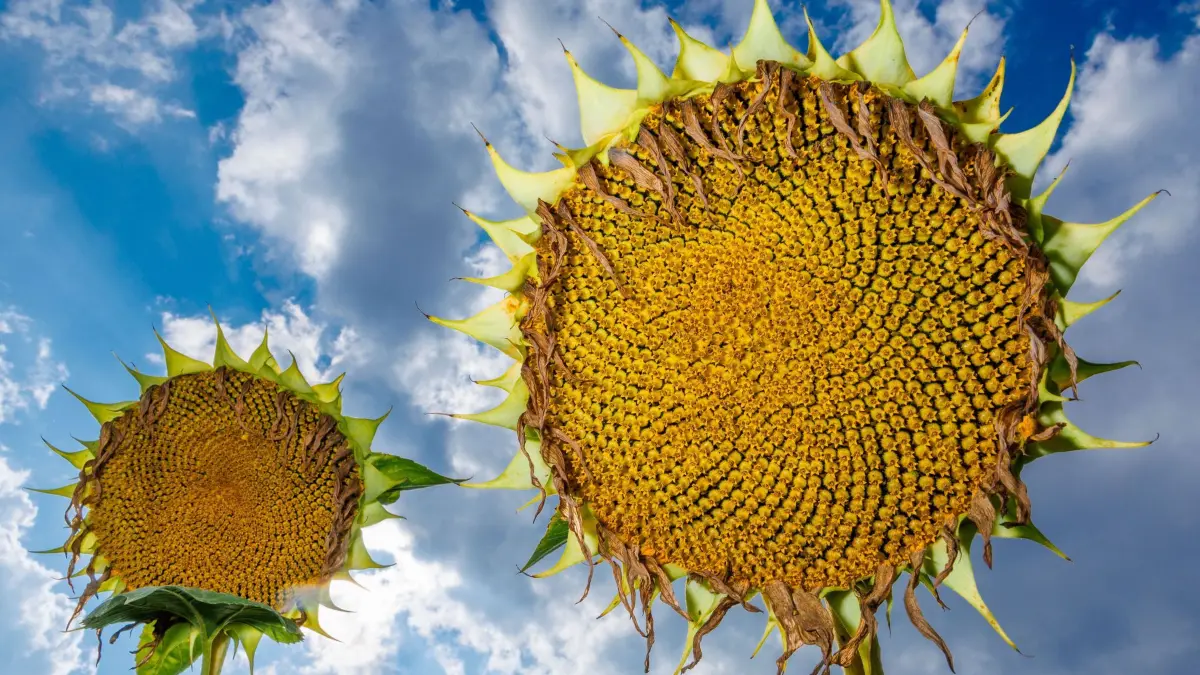 Sonnenblumenfeld in Norddeutschland: 20.08.2026, Mecklenburg-Vorpommern, Zarrentin: Sonnenblumen stehen vor einer Wolkenkulisse auf einem Feld. Auf den Feldern in Mecklenburg-Vorpommern wachsen nach Angaben des Landwirtschaftsministeriums auf über 7.000 Hektar Sonnenblumen. Die Anbaufläche hat sich gegenüber dem Vorjahr mehr verdoppelt. Foto: Jens Büttner/dpa +++ dpa-Bildfunk +++