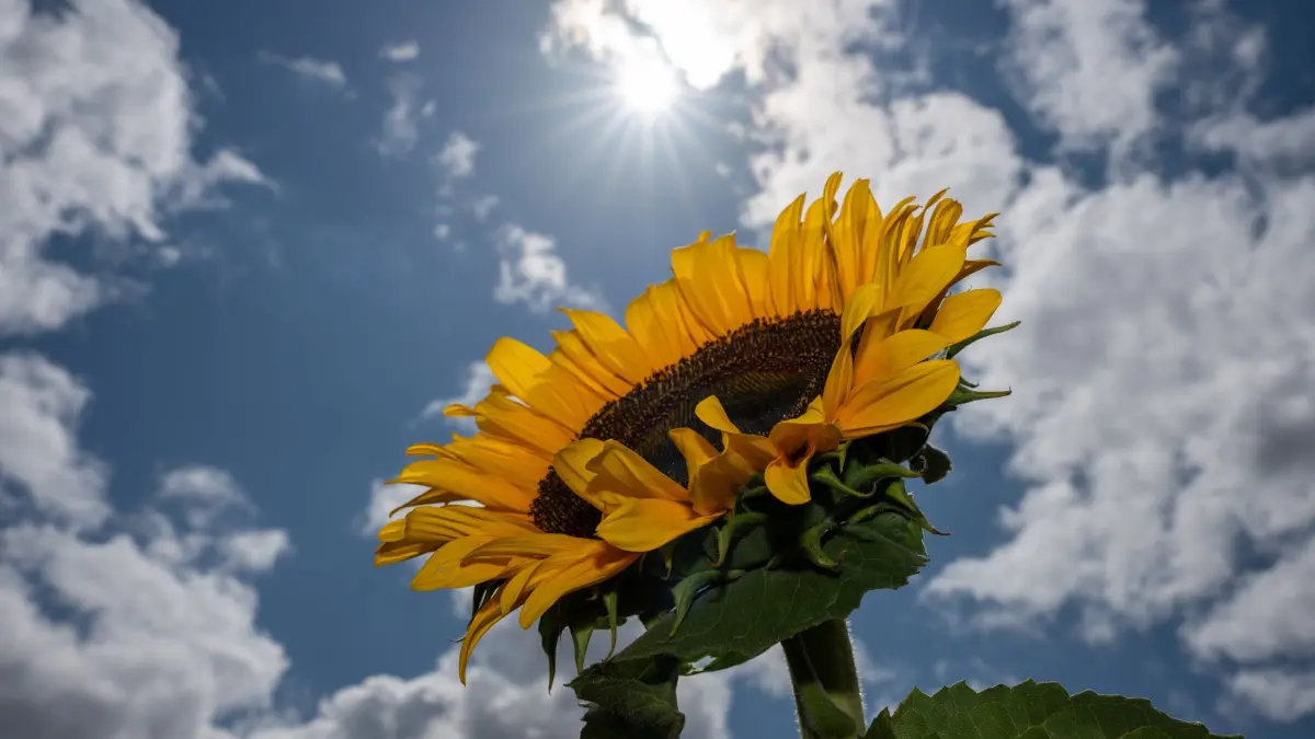 Wetter in Niedersachsen und Bremen: ARCHIV - 19.07.2026, Rheinland-Pfalz, Wittlich: Eine Sonnenblume reckt ihre Blüten zur Sonne, während dichte Wolken den Himmel verdecken. (zu dpa: «Ab wann wieder mehr Sonne zu erwarten ist») Foto: Harald Tittel/dpa +++ dpa-Bildfunk +++