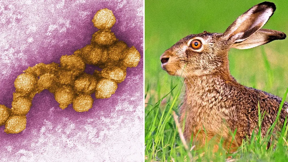 Das West-Nil-Virus (l.) wird von Stechmücken übertragen. Auch der Feldhase kann mit der Tularämie (Hasenpest) eine Infektionskrankheit beim Menschen auslösen