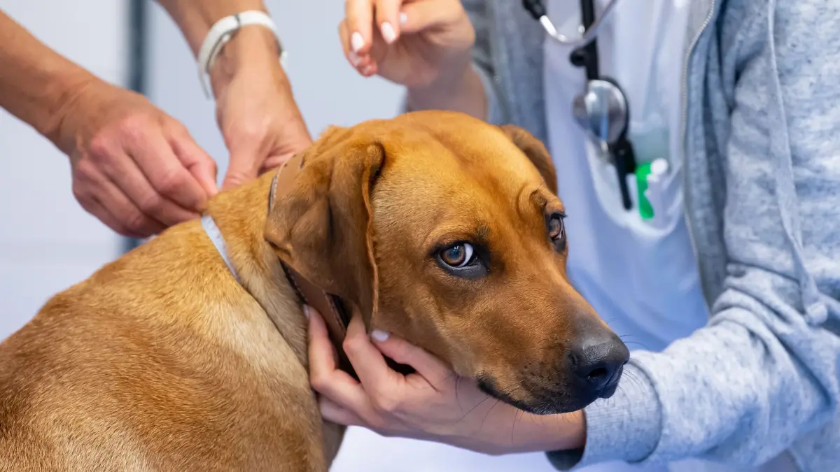Eine Rhodesian Ridgeback Hündin in einer Tierklinik: ARCHIV - Juckreiz und Bauchgrummeln? Beim Tierarzt wird der Ursache auf den Grund gegangen. (zu dpa: «Juckreiz, Magengrummeln & Co. beim Hund: Was kann das sein?») Foto: Sven Hoppe/dpa/dpa-tmn - Honorarfrei nur für Bezieher des dpa-Themendienstes +++ dpa-Themendienst +++
