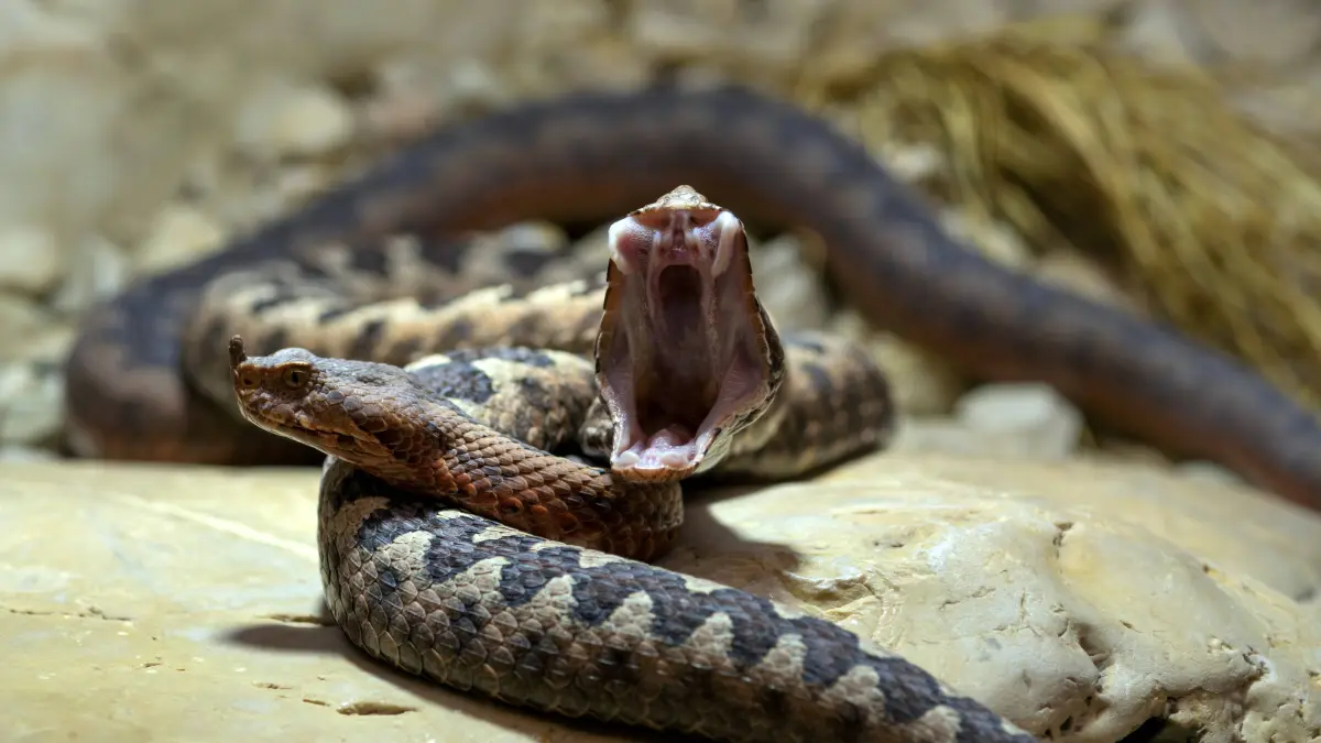 Europäische Hornotter Vipera ammodytes, auch Sandviper, Hornviper, Sandotter oder Europäische Sandotter, Paar, gähnen, müde, Maul geöffnet, captive, Stuttgart, Baden-Württemberg, Deutschland European horned viper Vipera ammodytes, also sand viper, sand adder or European sand viper, pair, yawning, tired, mouth open, captive, Stuttgart, Baden-Württemberg, Germany Copyright: imageBROKER/MichaelxWeber iblimw16502672.jpg Bitte beachten Sie die gesetzlichen Bestimmungen des deutschen Urheberrechtes hinsichtlich der Namensnennung des Fotografen im direkten Umfeld der Veröffentlichung