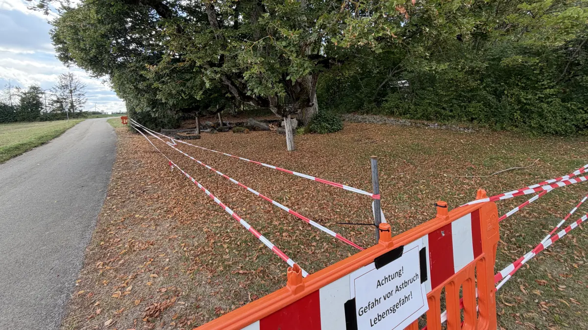 Alte Linde in Ingstetten - der Baum ist bedroht, ein mächtiger Ast ist abgestürzt.