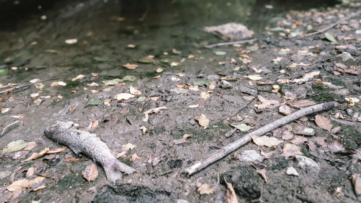 Tod im Steinlach-Bett: Auch hier forderte der Wassermangel seinen Tribut.